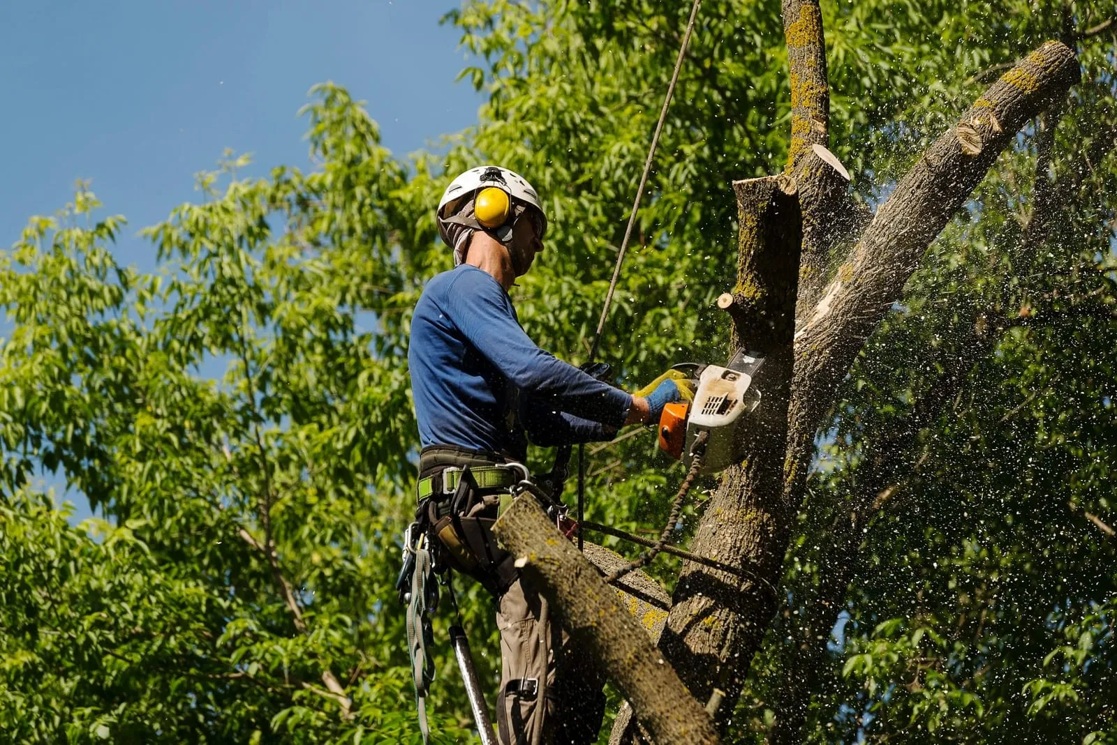 Climber working high in a tree canopy with a chainsaw, sawdust flying