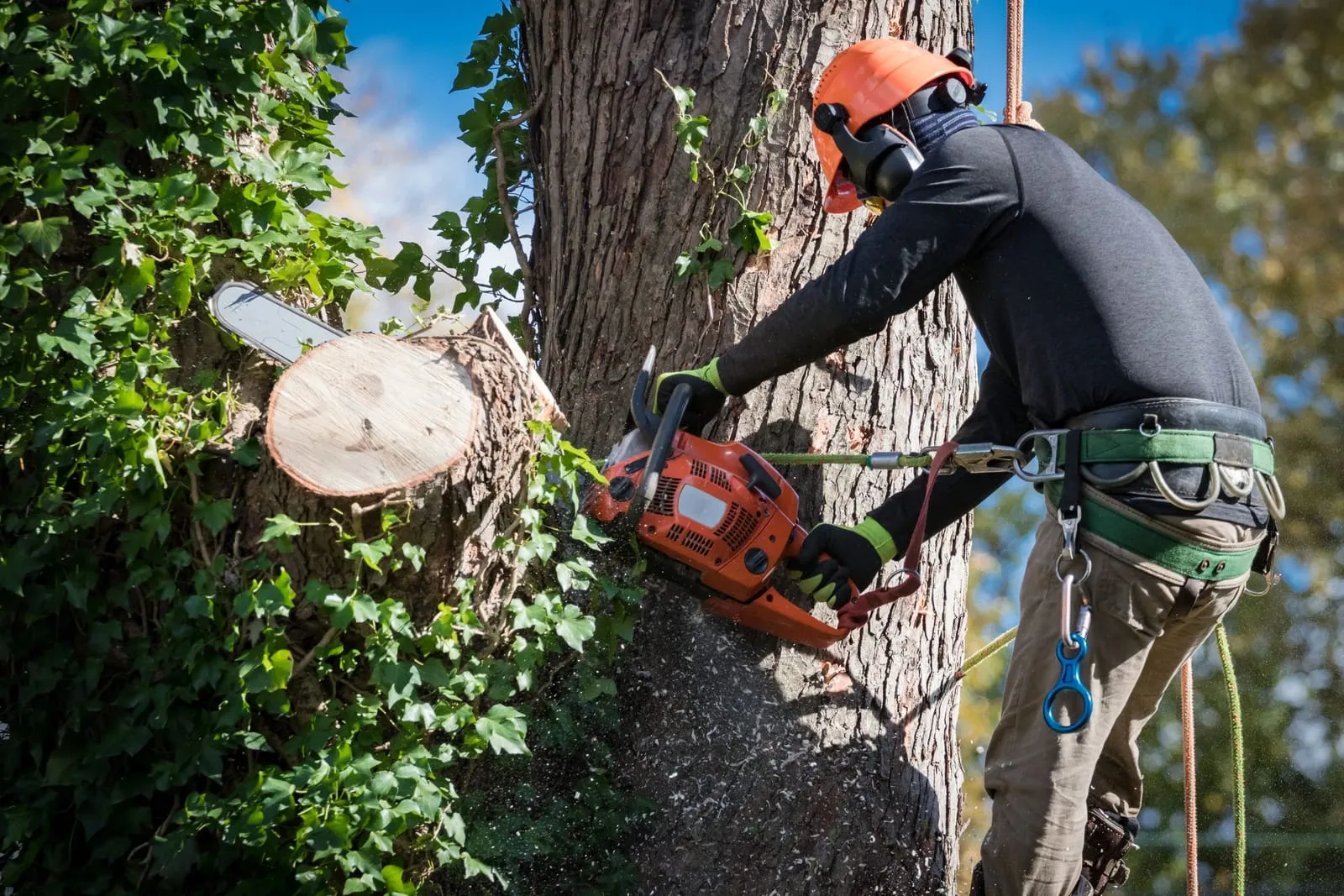 Arborist in a climbing harness cutting a trunk section with a chainsaw
