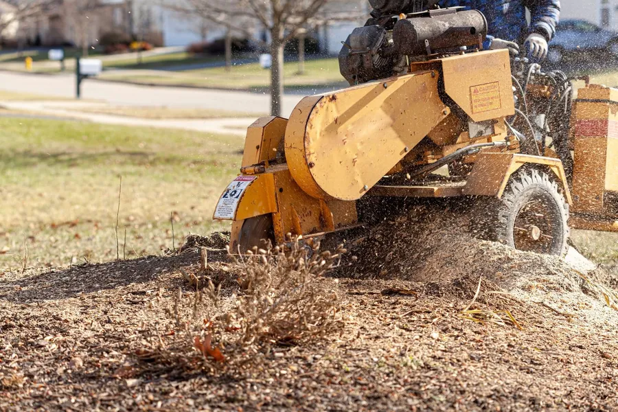 Stump grinder chewing through a tree stump, wood chips flying